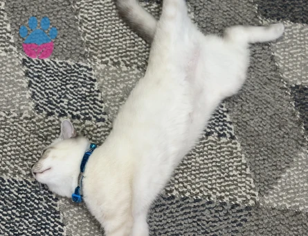 11 aylık british shorthair oğluma eş arıyorum. Küçükçekçece/Cennet