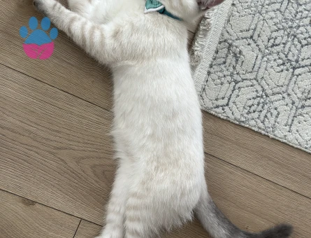 11 aylık british shorthair oğluma eş arıyorum. Küçükçekçece/Cennet