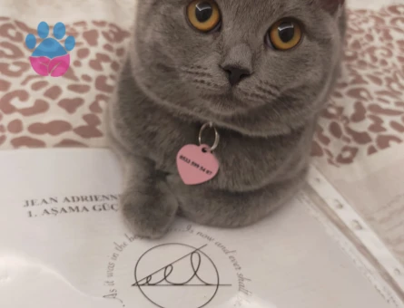 British shorthair damat araniyor