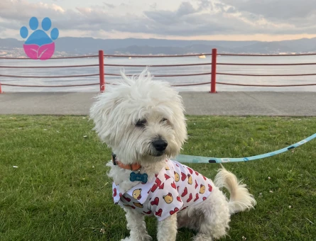 Maltipoo terrier karışımı oğluşum dişi arıyor