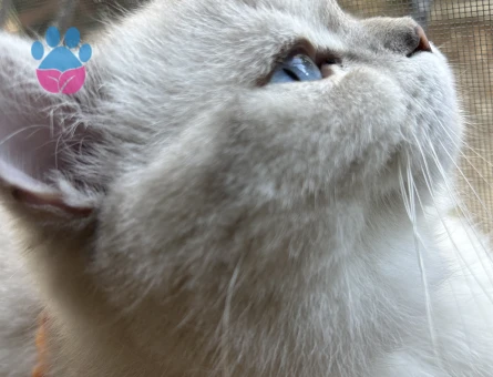 hayırlı bi eş arıyoruz :)