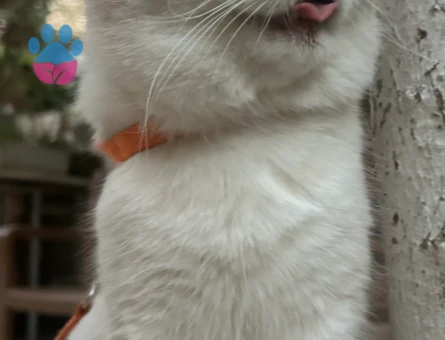 hayırlı bi eş arıyoruz :)