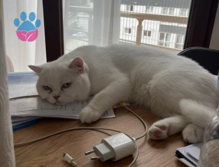 ÇAKIR'A EŞ ARANIYOR