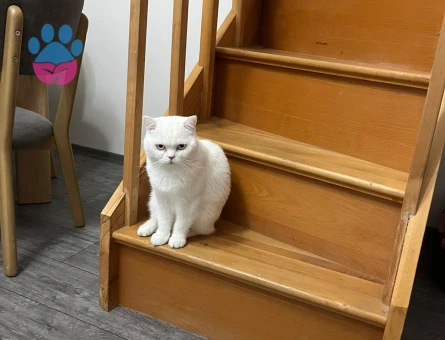 ÇAKIR'A EŞ ARANIYOR