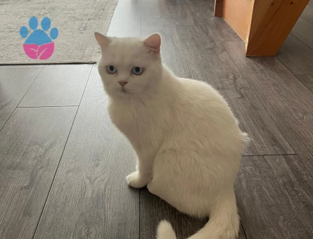 ÇAKIR'A EŞ ARANIYOR