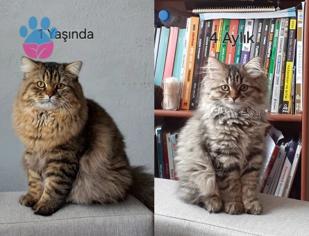 Paşama eş arıyorum