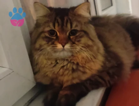 Paşama eş arıyorum