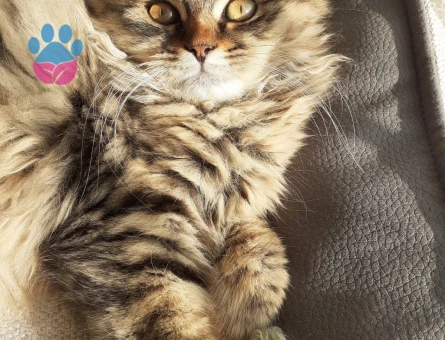 Paşama eş arıyorum