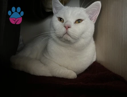 British Shorthair 1,5 Yaşında Eş Arıyor Kızgınlıkta