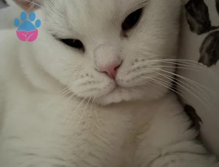 British Shorthair 1,5 Yaşında Eş Arıyor Kızgınlıkta