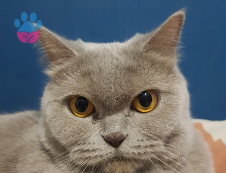 2,5 yaşında dişi british shorthair