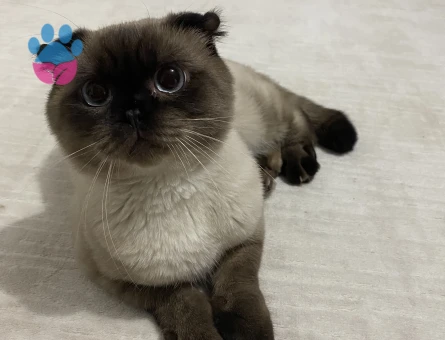 Scottish Fold Leo Acil Eş Arıyor