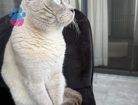 Blue point oğlumuza eş arıyoruz