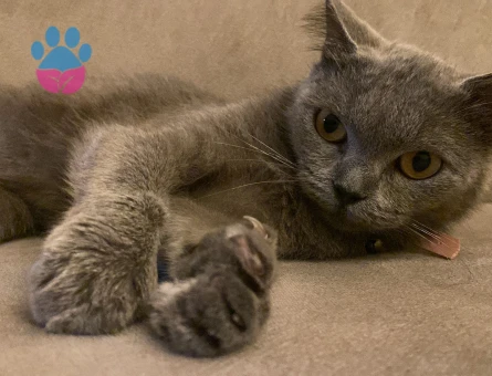 Gri British Shorthair Prensesimize Eş Arıyoruz