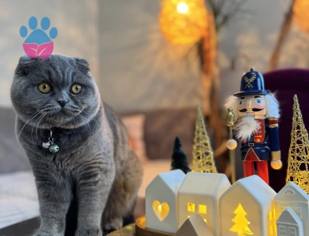 Scottish Fold Oğluma Eş Arıyorum 1 Yaşında