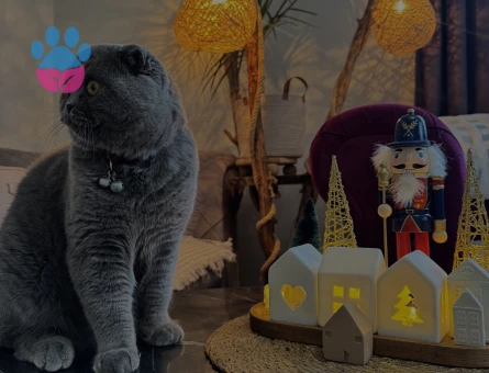 Scottish Fold Oğluma Eş Arıyorum 1 Yaşında