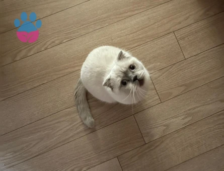 Scottish fold 2 Yaşında Kızım Eş Arıyor