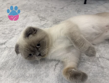 Kızgınlık da olan kedime eş