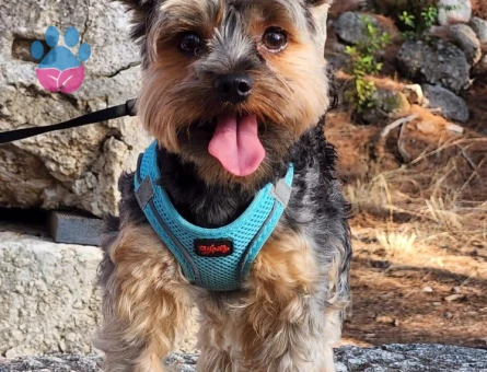 Yorkshirre Terrier Eş Arıyor