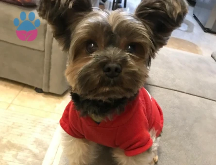 Yorkshirre Terrier Eş Arıyor