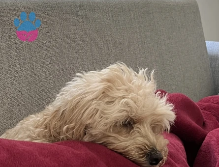 Maltipoo Dişi 2 Yaşında Eş arıyor