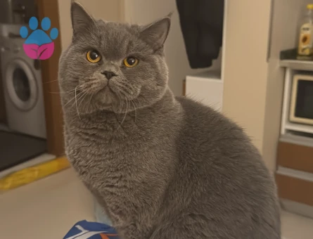 10 aylık gri british erkek kedime eş arıyorum