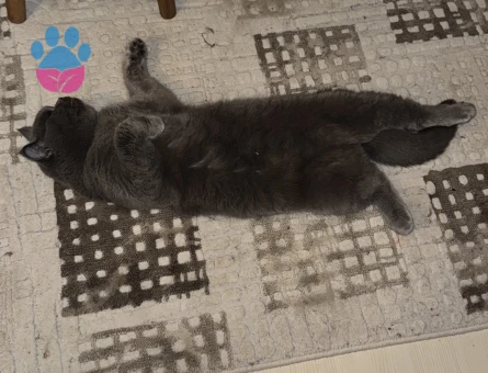 10 aylık gri british erkek kedime eş arıyorum