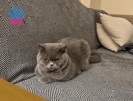 10 aylık gri british erkek kedime eş arıyorum