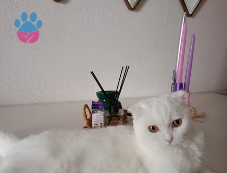 Sütlaç kızımıza eş arıyoruz ☺