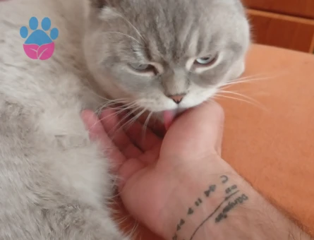 British Shorthair 1,5 Yaşında Eş Arıyor