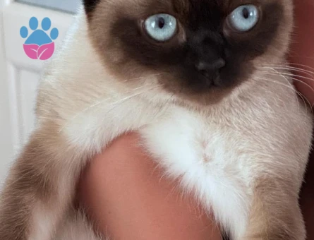 Siyam dişi eş arıyor