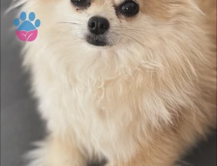 Pomeranian Boo 1,5 Yaşında Dişi