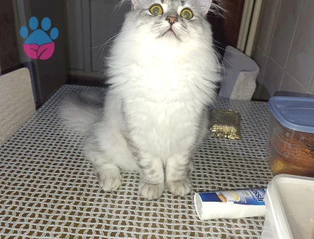 Biritis kedimize gelin adayı aramaktayız kimlikli cipli aşıları tam