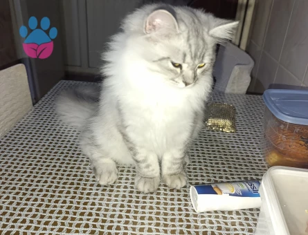 Biritis kedimize gelin adayı aramaktayız kimlikli cipli aşıları tam