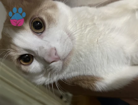 Sarman Beyaz Kedime Gelin arıyorumm