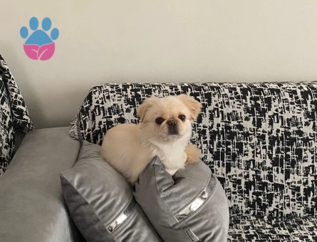 Pekinez Köpeğim Şila Eş Arıyor