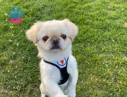 Pekinez Köpeğim Şila Eş Arıyor