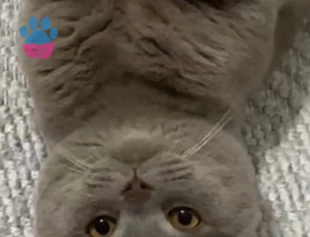 Oğluşuma eş arıyorum