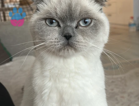 Kedimize eş arıyoruz