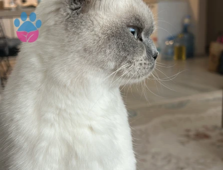 Kedimize eş arıyoruz