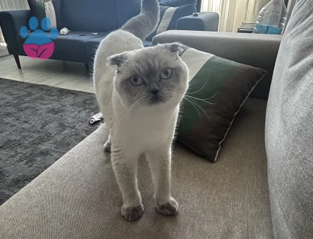 Kedimize eş arıyoruz