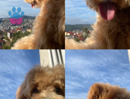 Oğlumuz Maylo İçin Eş Arıyoruz