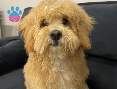 Oğlumuz Maylo İçin Eş Arıyoruz