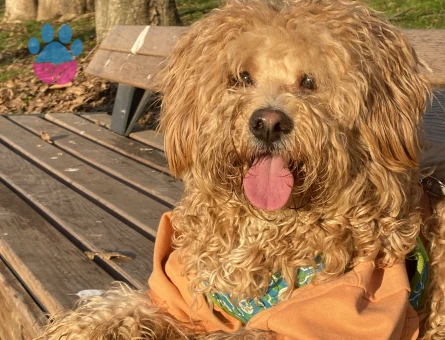 Oğlumuz Maylo İçin Eş Arıyoruz