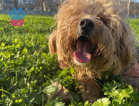 Oğlumuz Maylo İçin Eş Arıyoruz