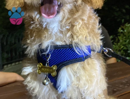 Oğlumuz Maylo İçin Eş Arıyoruz