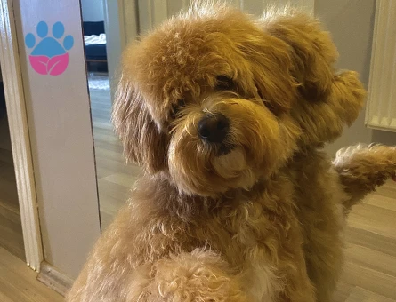 Oğlumuz Maylo İçin Eş Arıyoruz