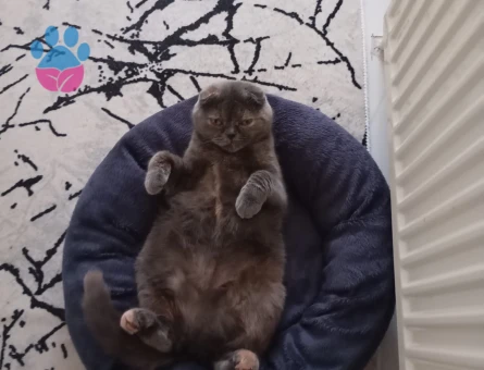 Dişi scotish kedimize eş arıyoruz