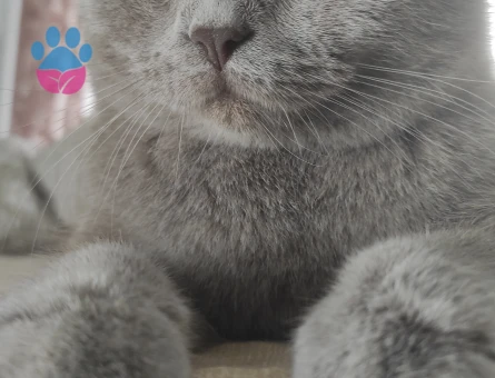 British shorthair