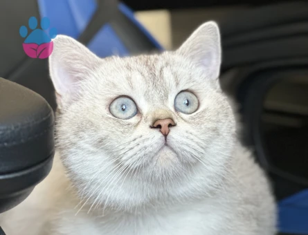 British cins 11 aylık oğlumuza eş arıyoruz.